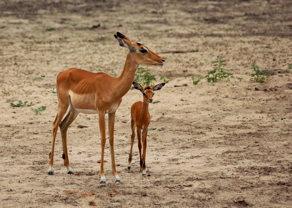 Středně velká antilopa impala, asi nejrozšířenější v Selous Game Reserve. 