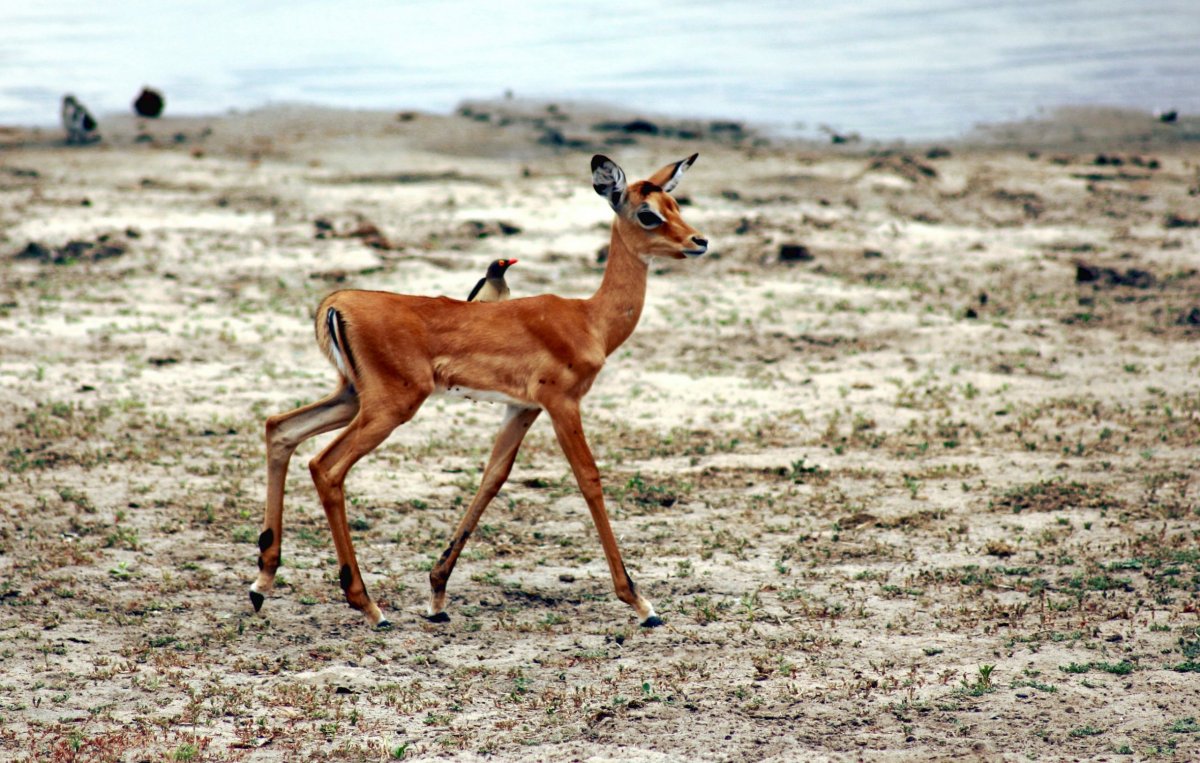 Roztomilé mládě impaly a na něm klubák (oxpecker) - pták z čeledi špačkovitých, který tráví život na sudokopytnících, vybírá z j