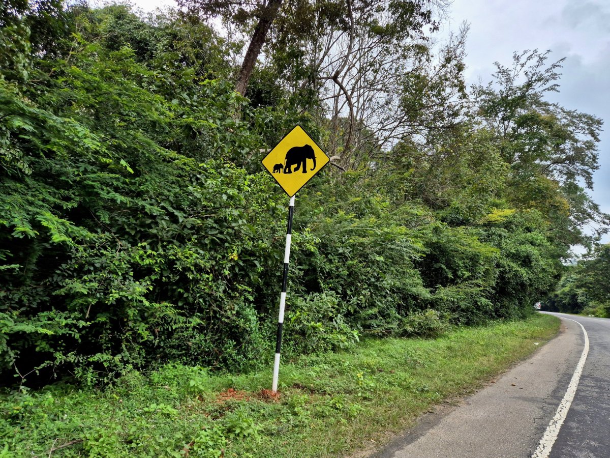 Pozor, sloni na cestě!