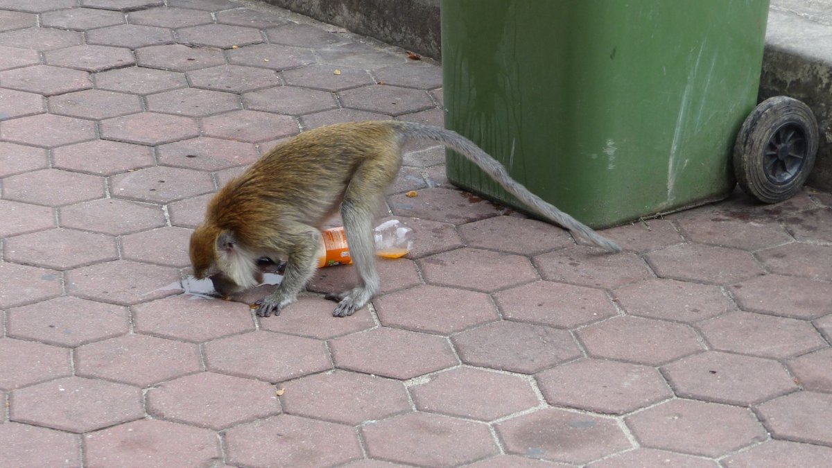 Opičkám chutná Fanta