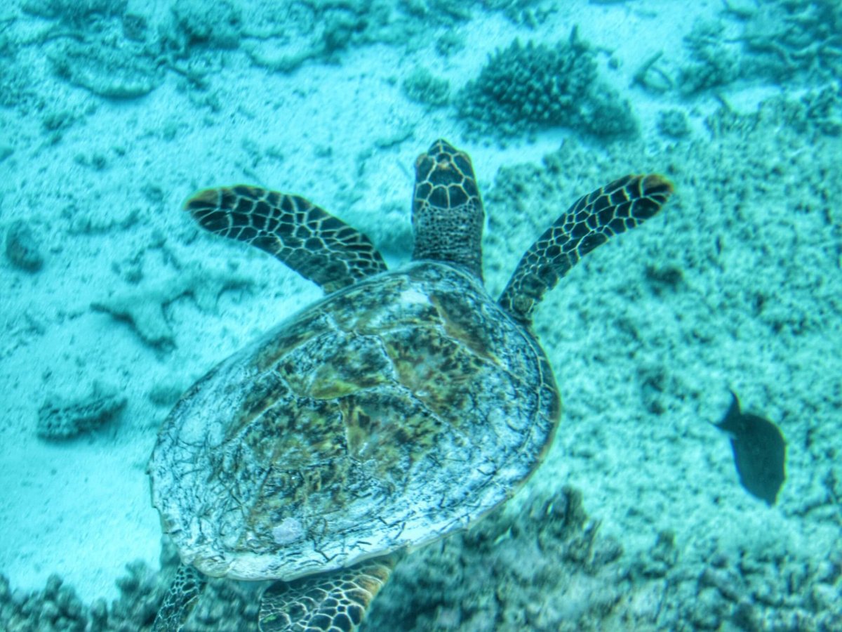 Výlet na Turtle reef