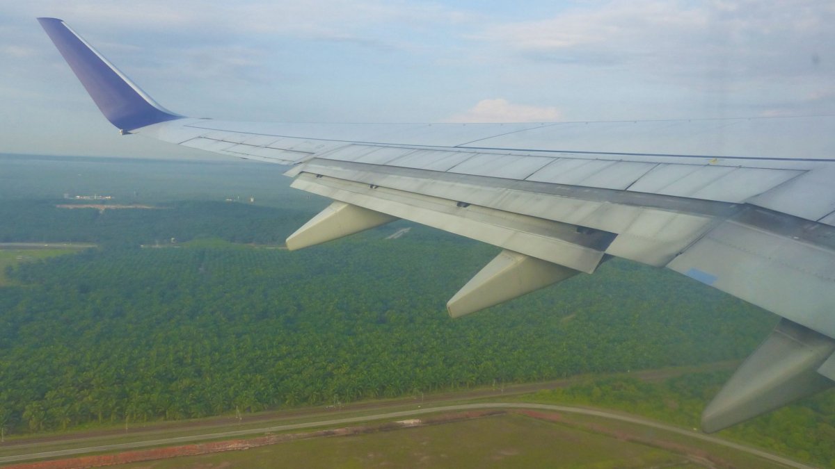 Palmové plantáže... kam až oko dohlédne
