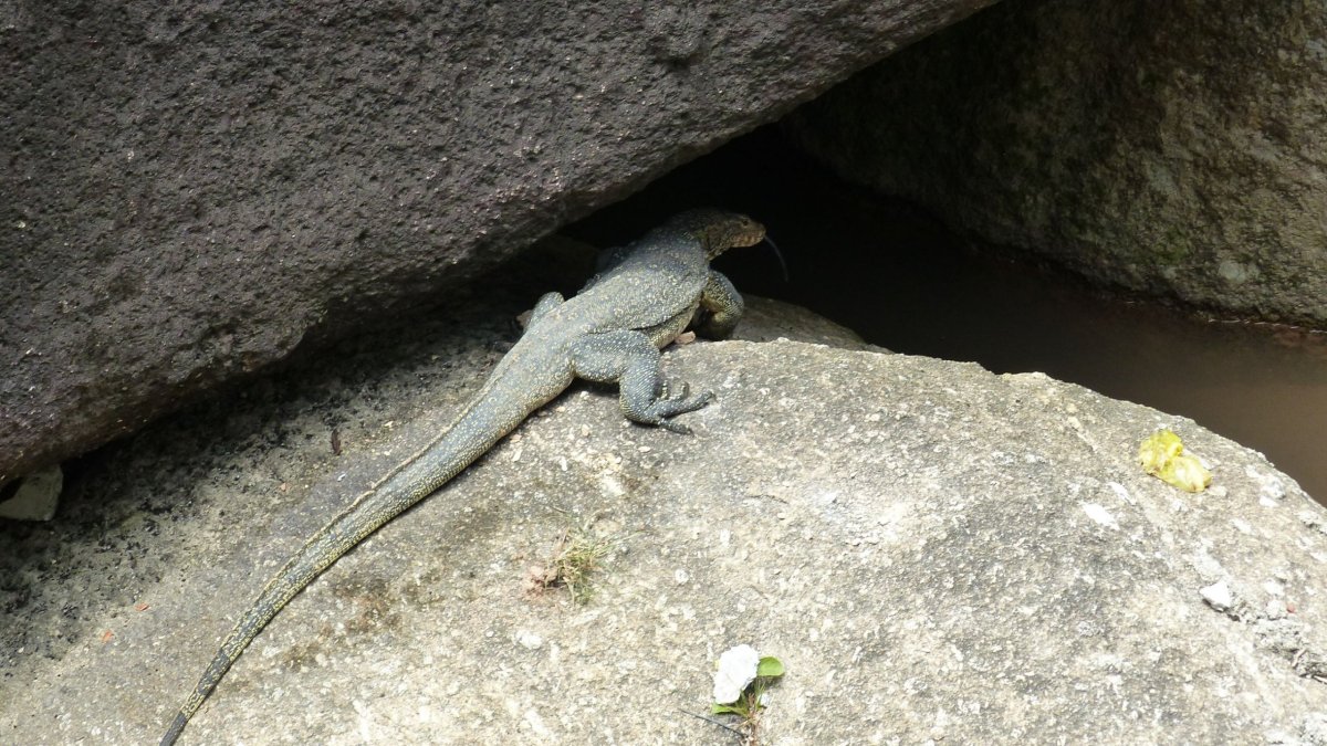 Nějaký druh varana?