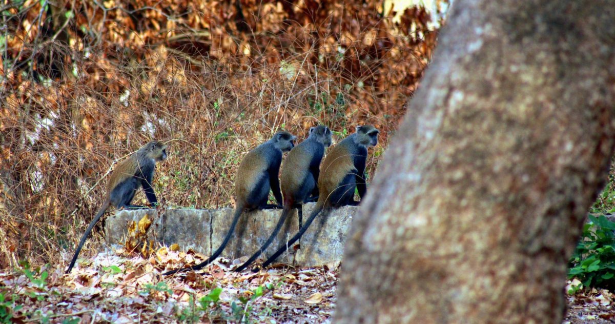 ...a všude kolem pobíhají opičky. V tomto případě čtyři kočkodani (vervet monkey). 