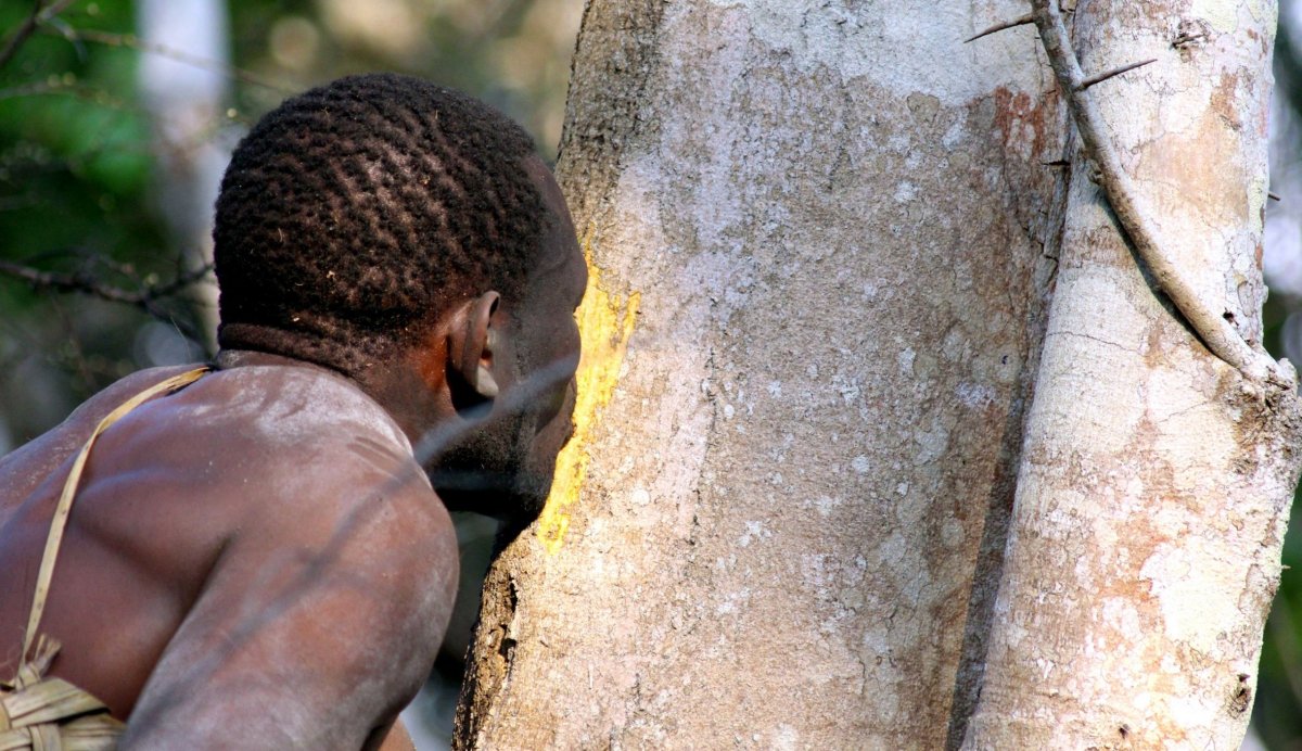 Když Didi vypráví, že určitý strom má pod kůrou látku, která je dobrá proti bolesti, v mžiku tvrdou kůru zubama odstraňuje...