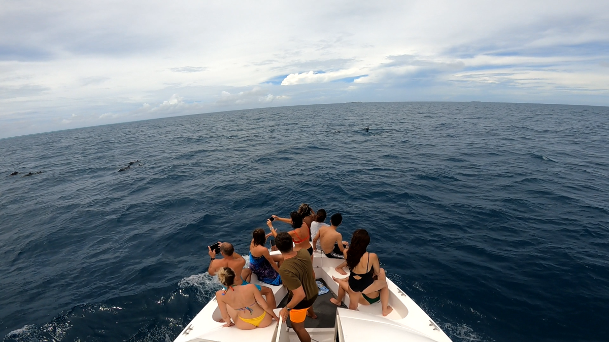 Na přídi s delfíny kolem - foto posádky ze střechy lodi