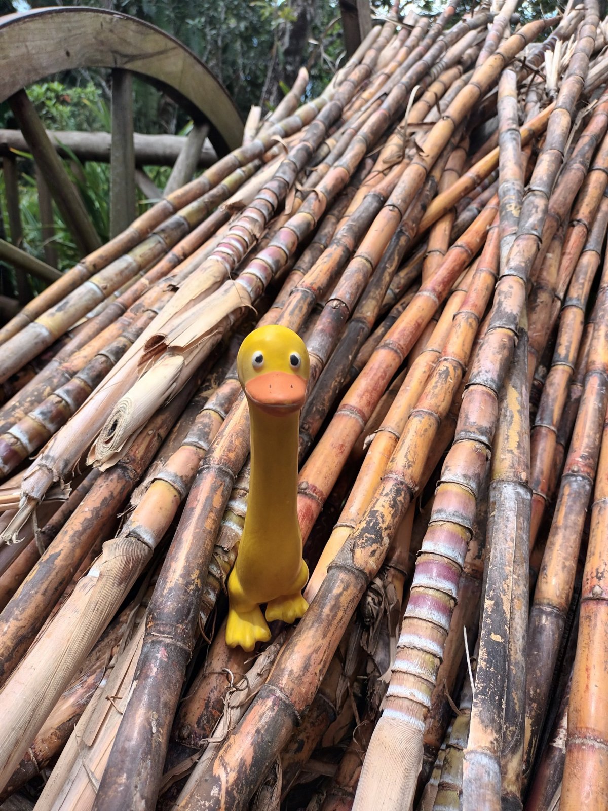 Cukrová třtina jako vstupní surovina