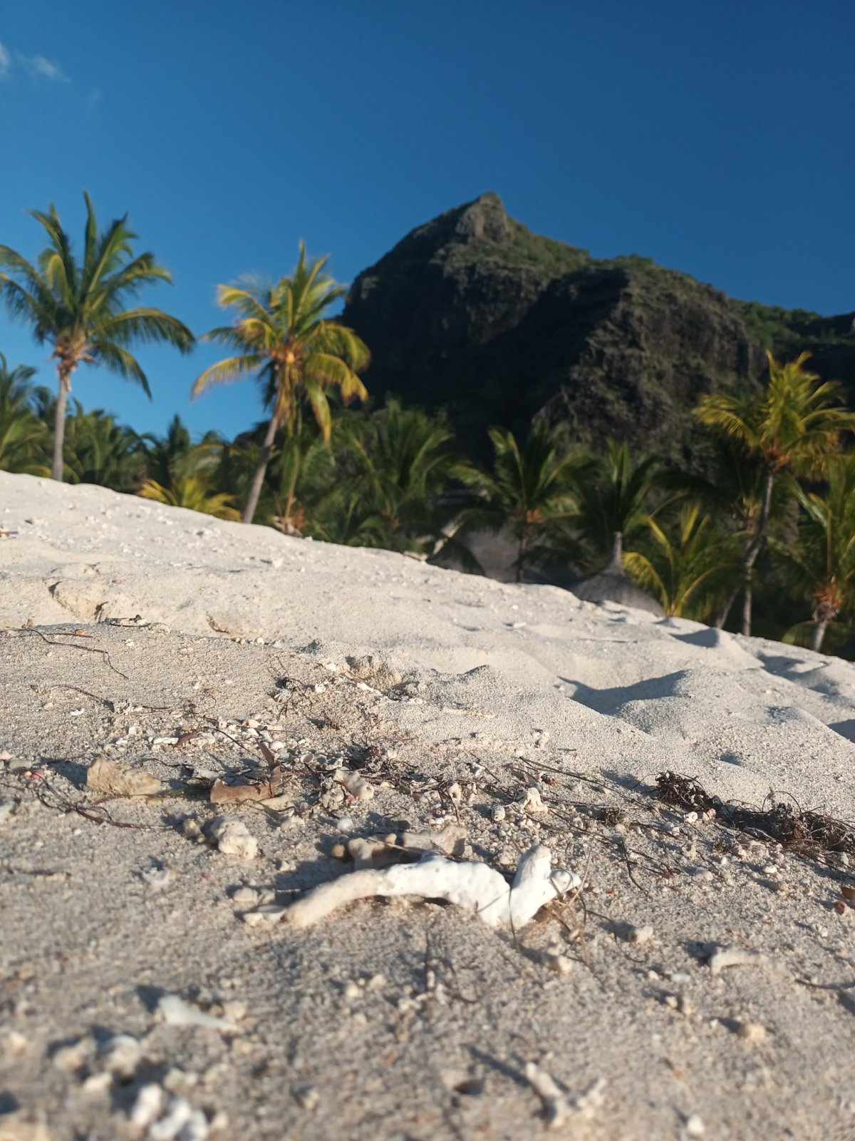 Úlomky korálů na pláži