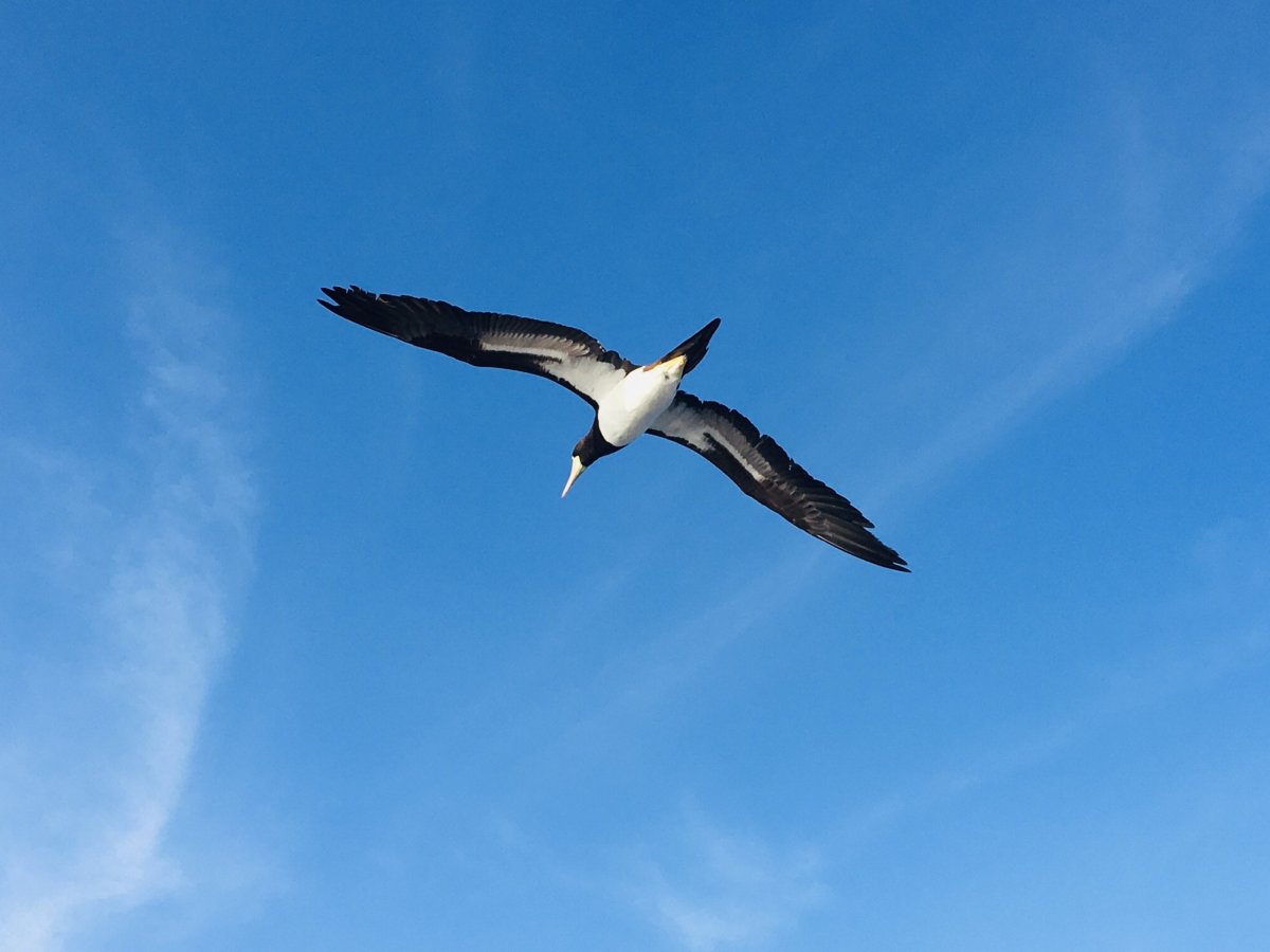 To je on, ten dobytek....