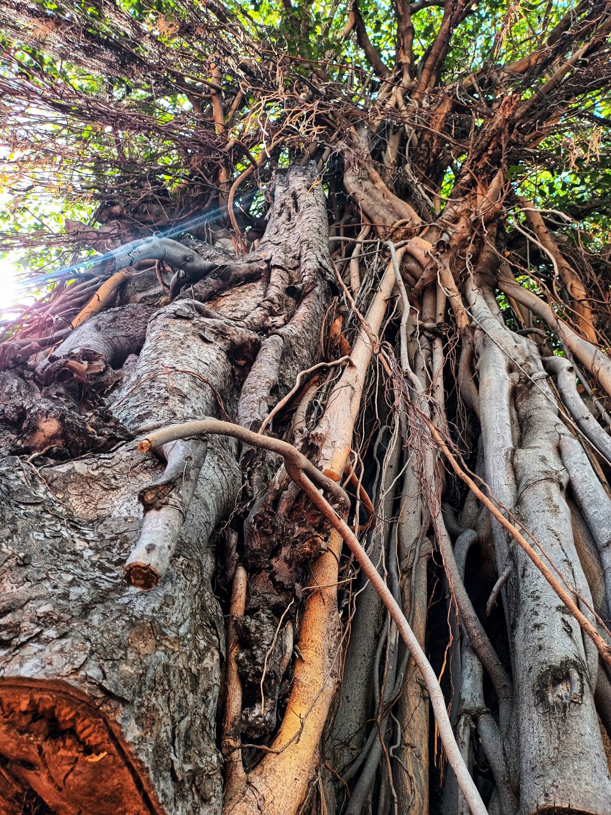 Fikovník banyán a jeho vzdušné kořeny