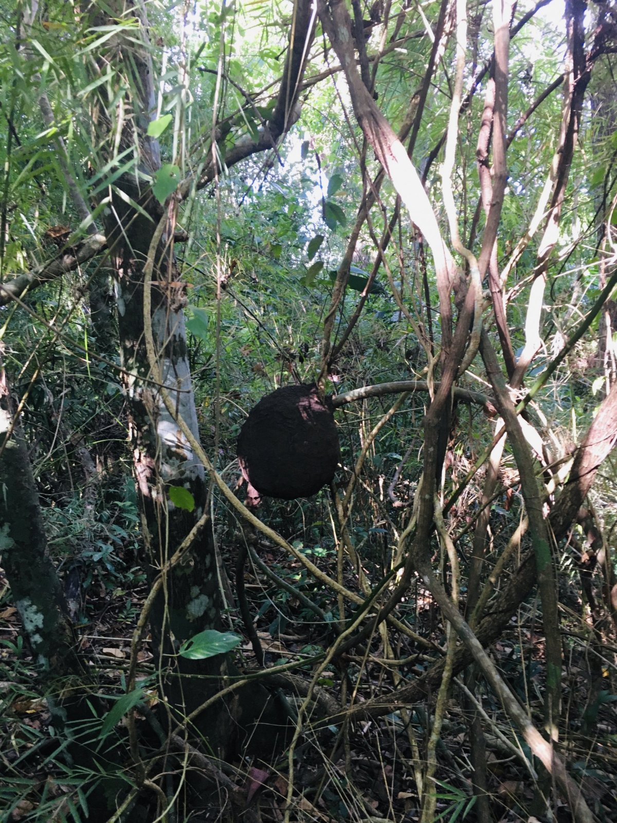 Džungle u Panama City