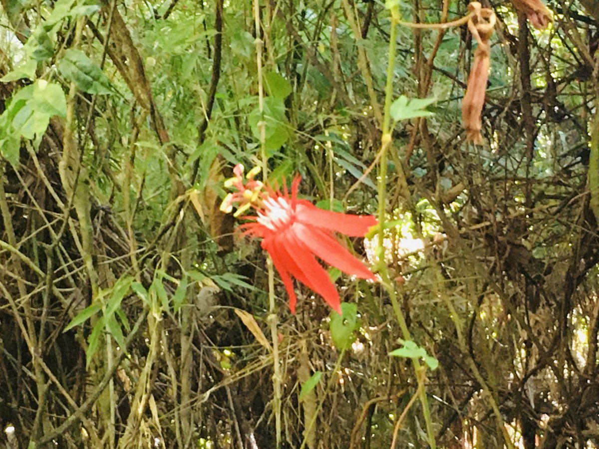 Panamská flóra
