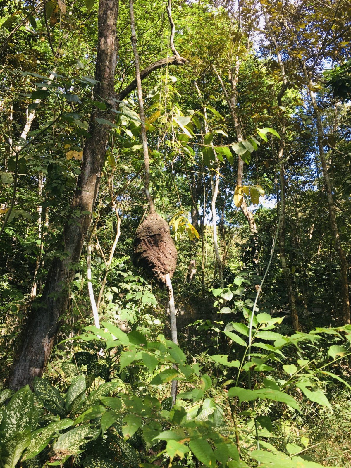 Metropolitní národní park