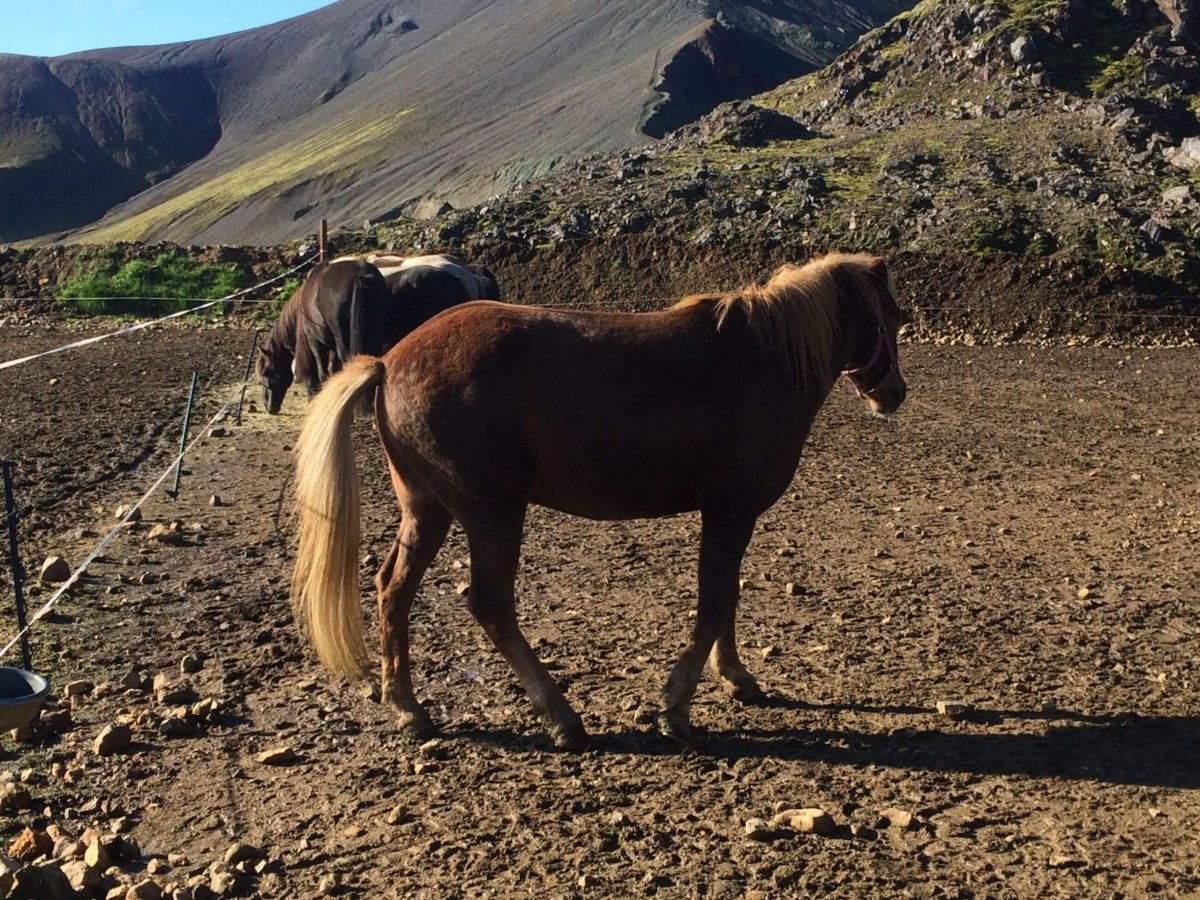 Přímo v kempu chovali islandské koně
