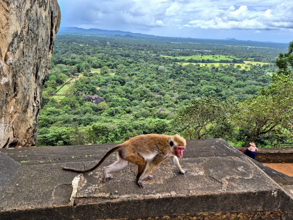 Opičky se výšek nebojí