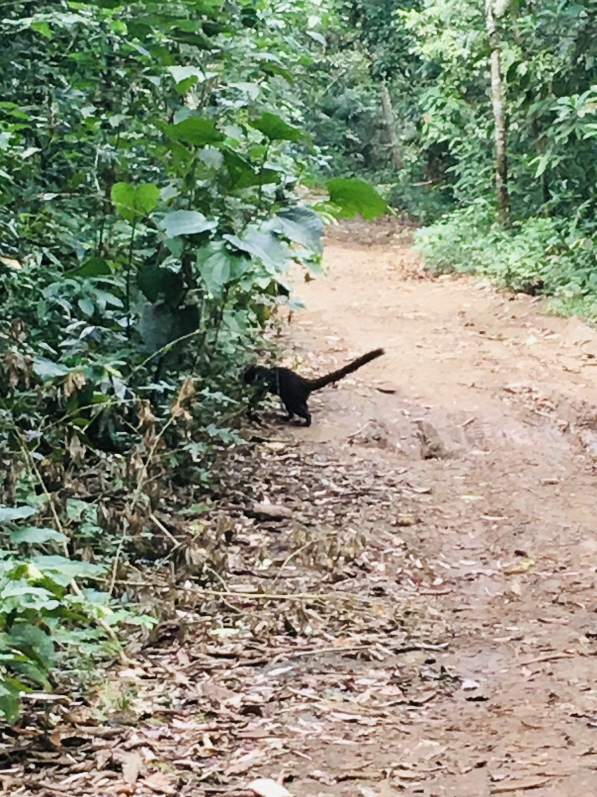 Vřešťan na cestě