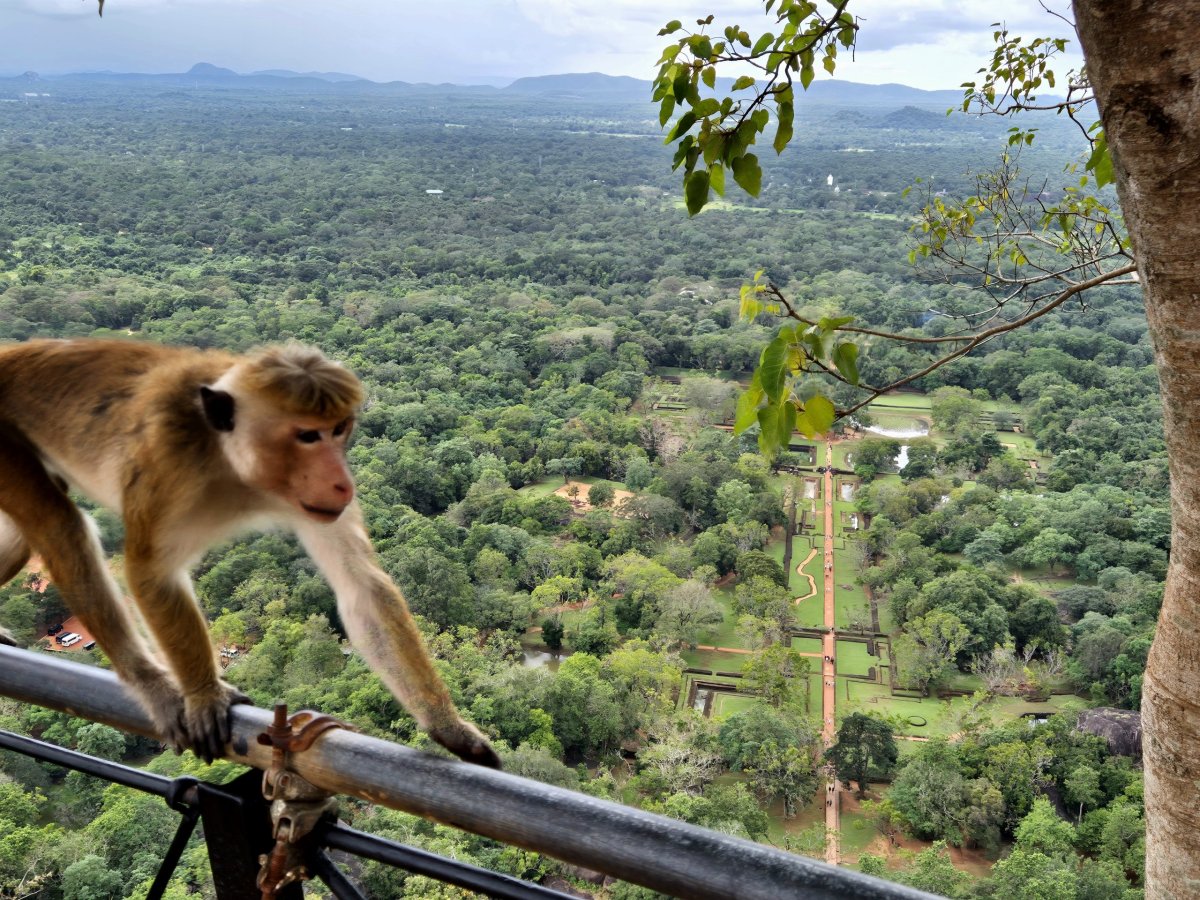 Sigiriya - výhled na dolní zahrady