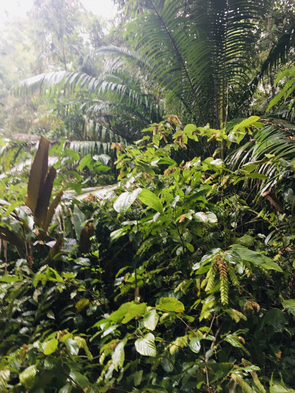 Překrásná džungle