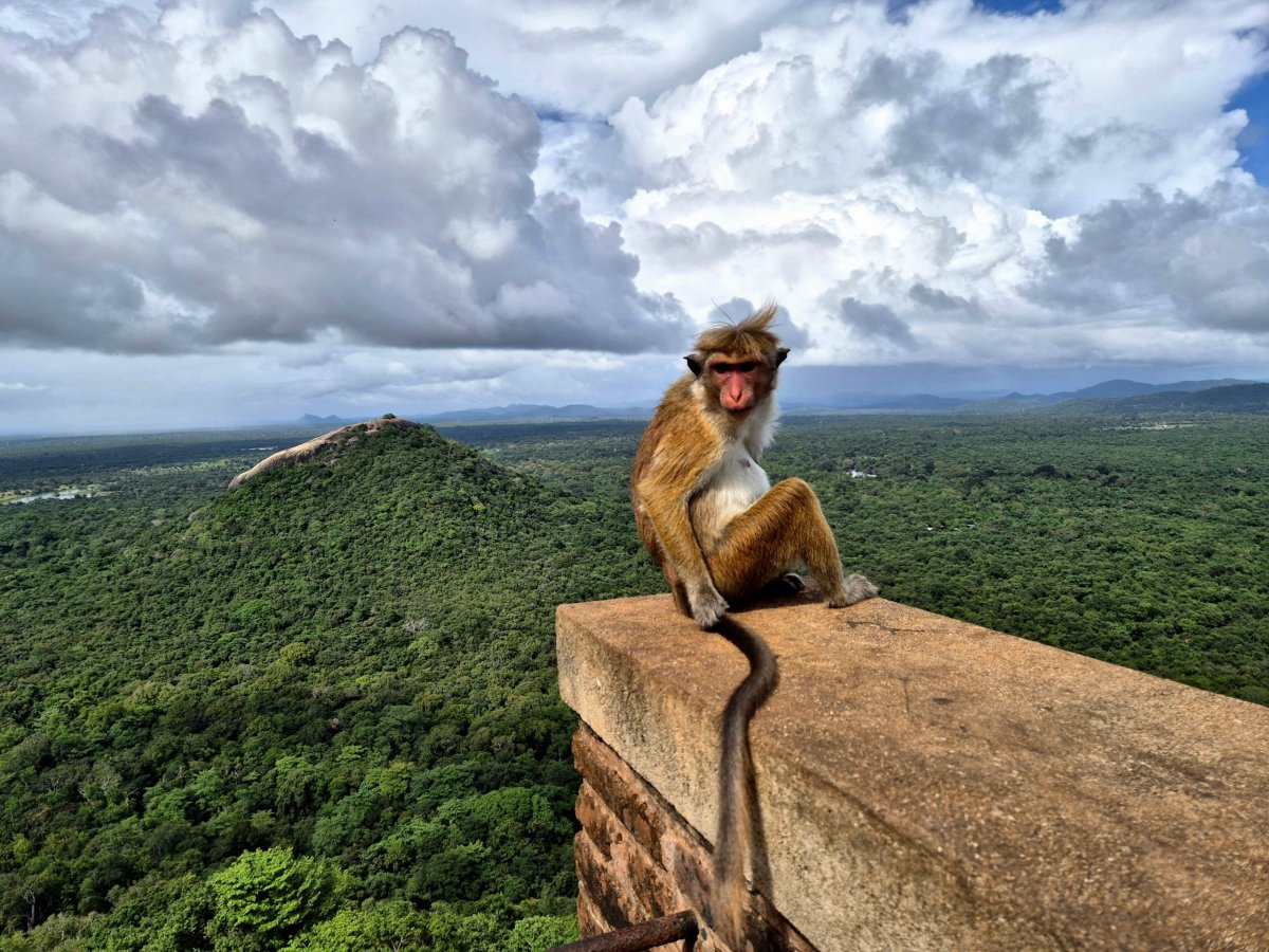 Výhled na Pidurangalu