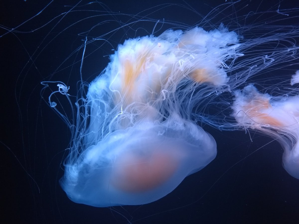 Jemná krása medúz