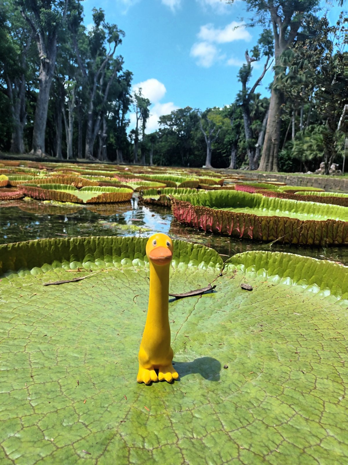 Viktorie královská, největší leknín světa