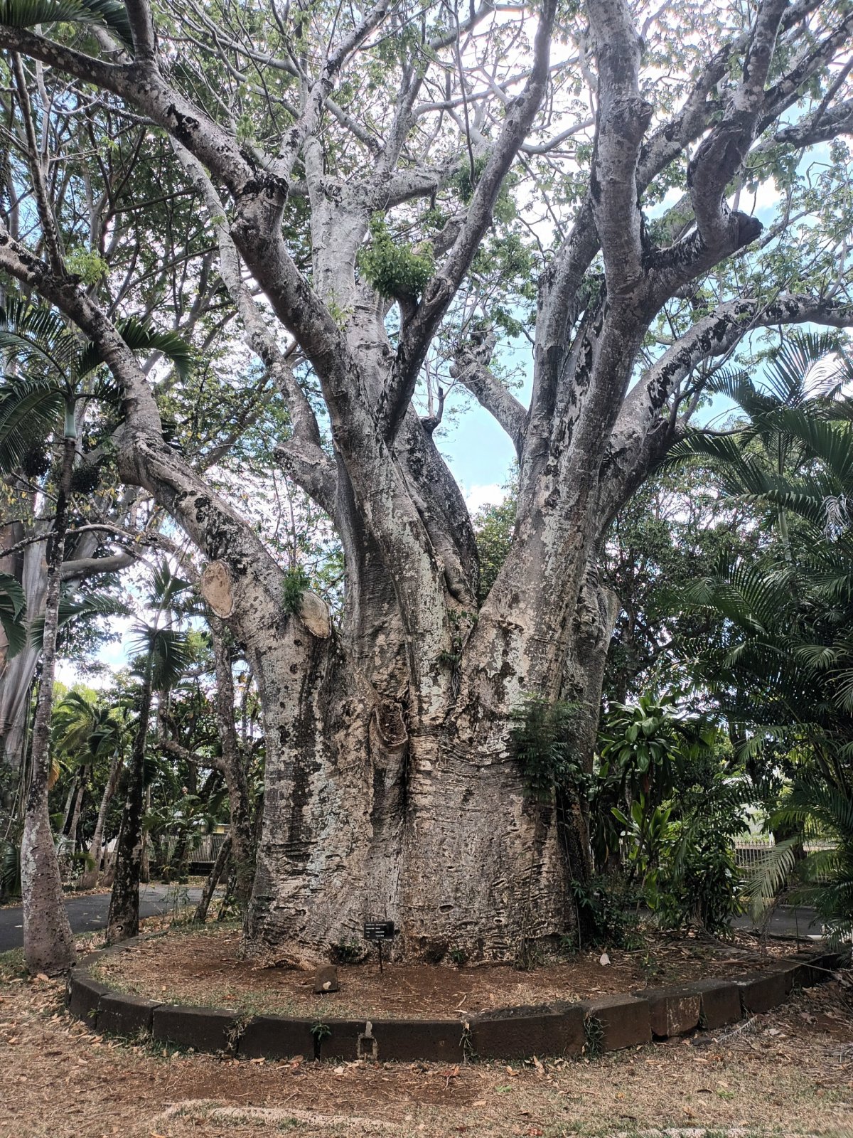 Baobab, který kvete pouze 1x za 100 let
