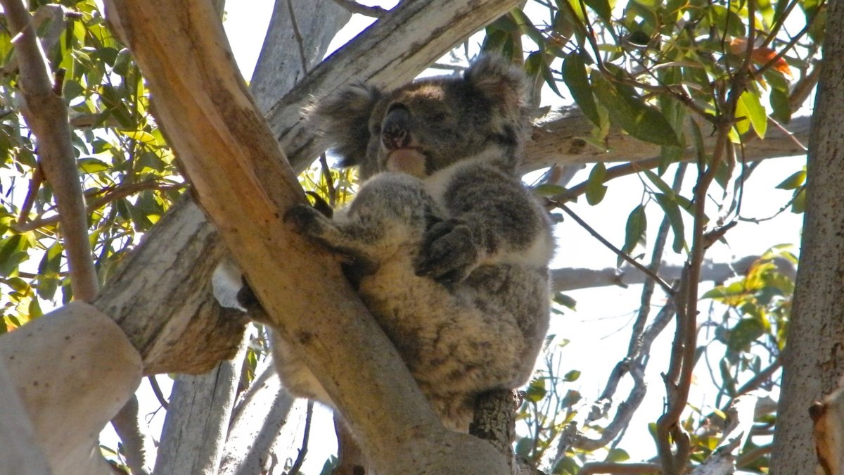 koala nespí pořád