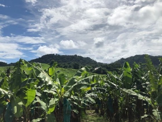 banánové plantáže