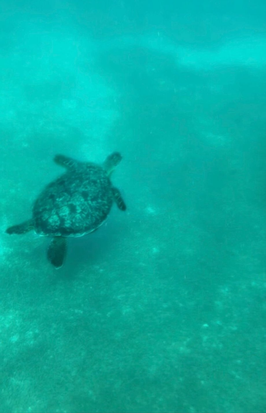 potápění se želvou