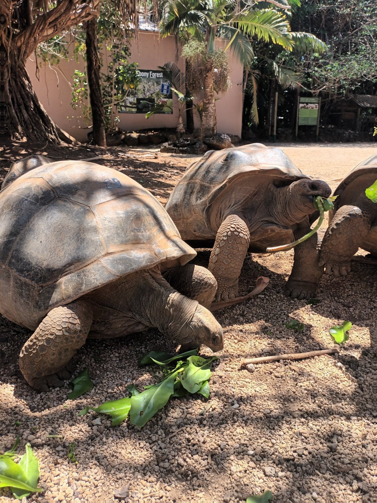 Želvy baští listí..