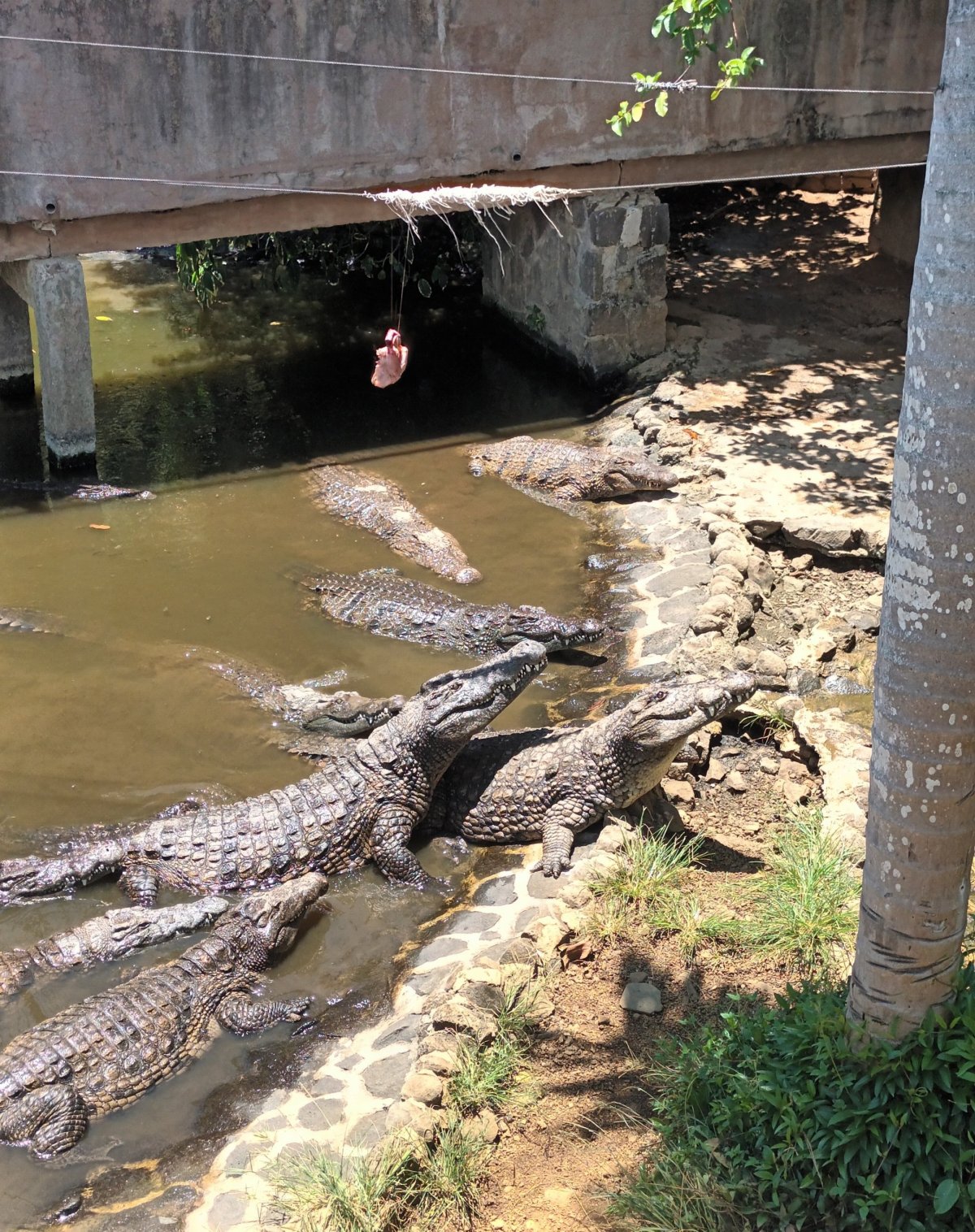 ..krokodýli kuře..