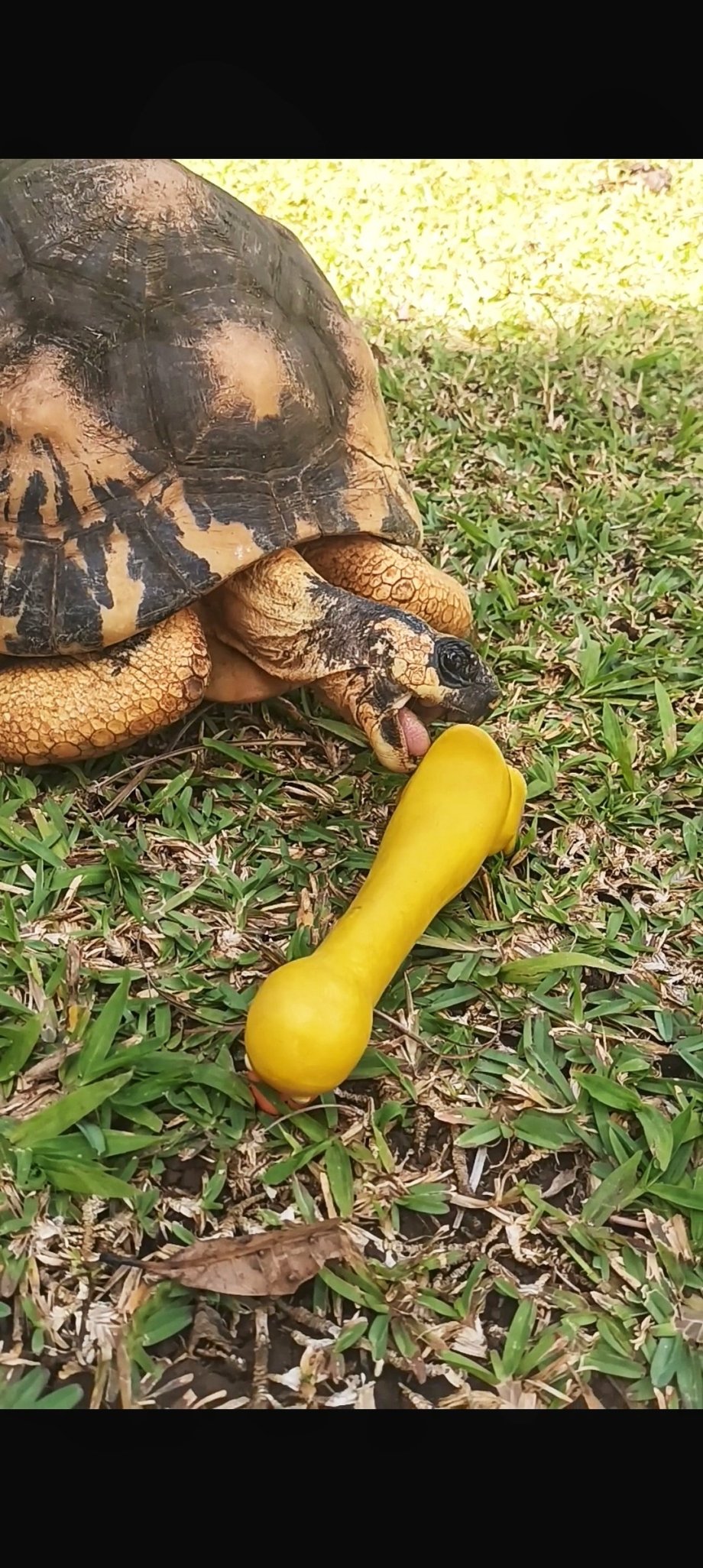 Pomoc, chce mě sežrat!