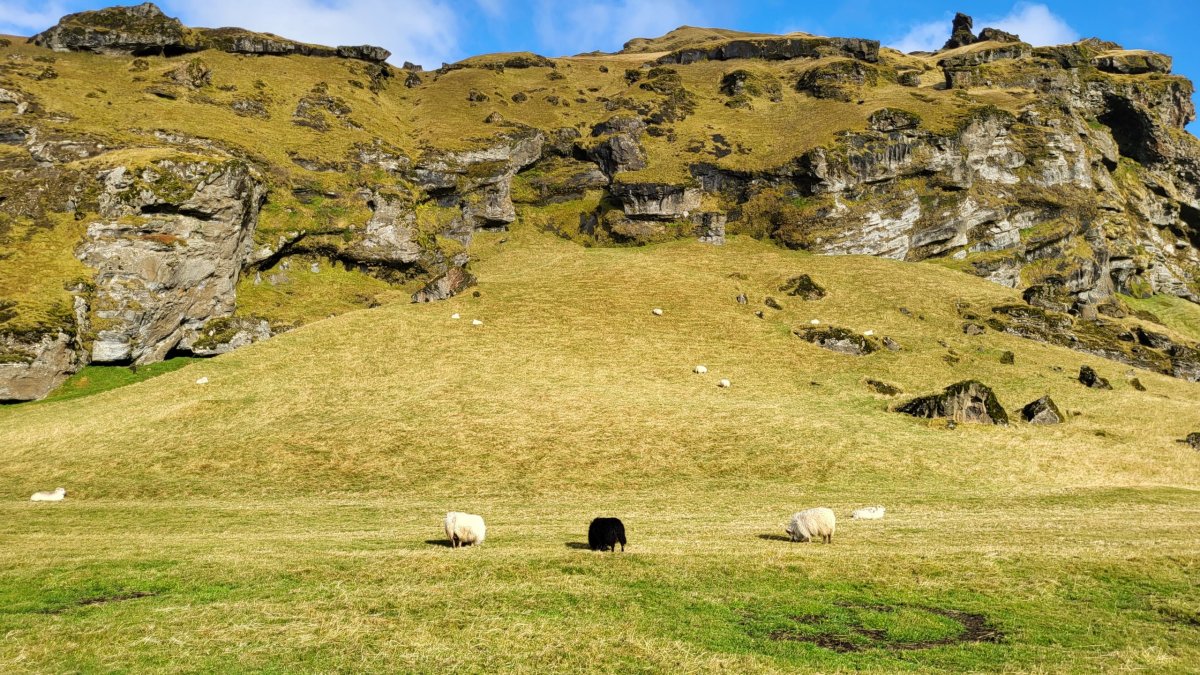 Ovce na Islandu