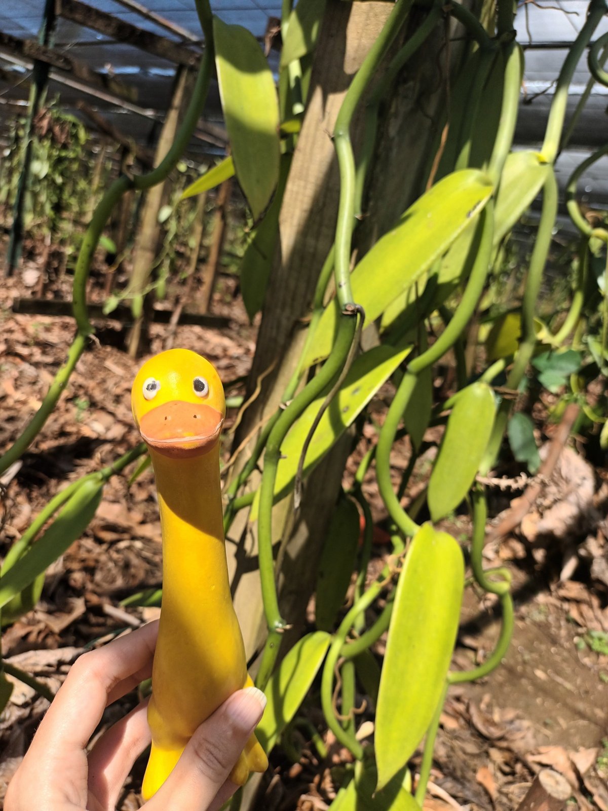 Vanilková platnáž