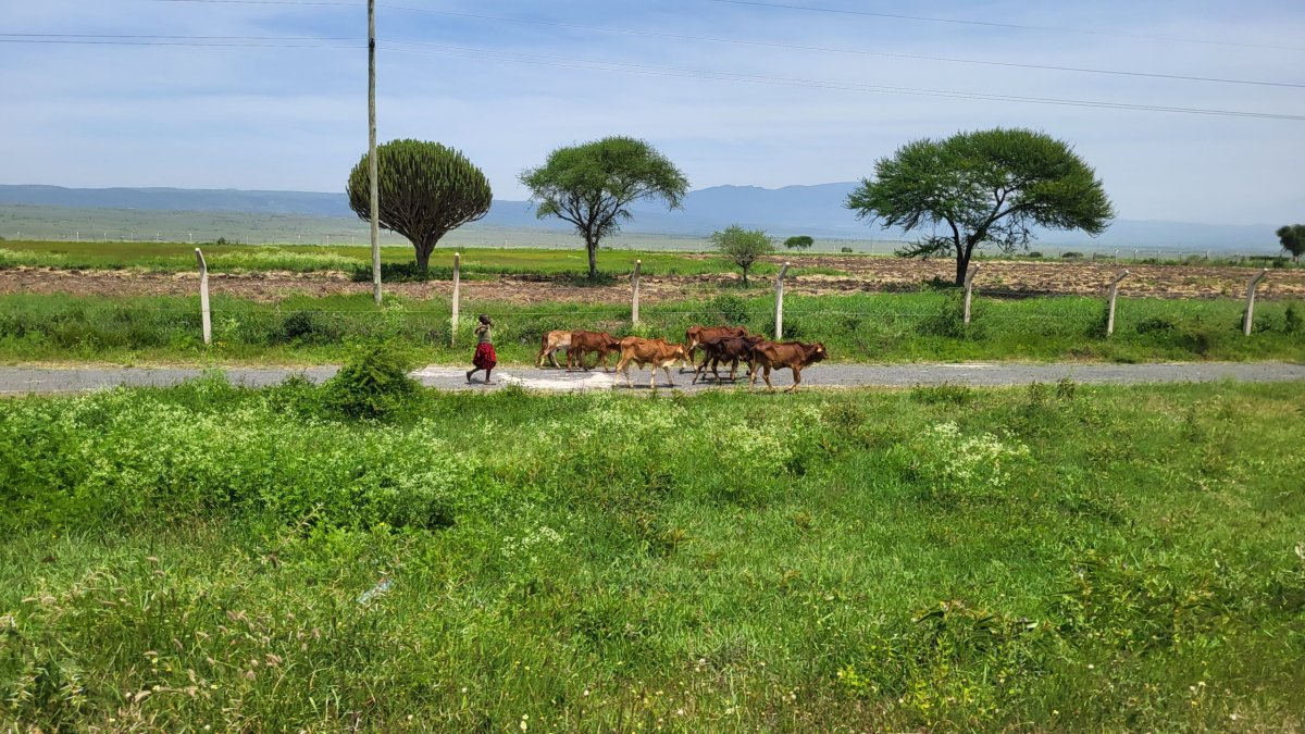 Masaj se svým stádem
