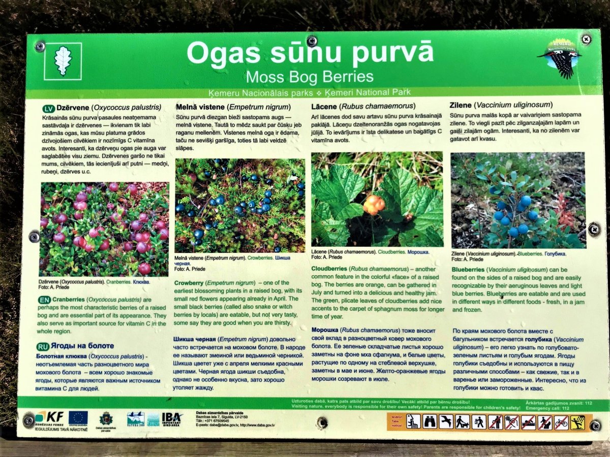 Brusinka, šicha, moruše nebo borůvka?