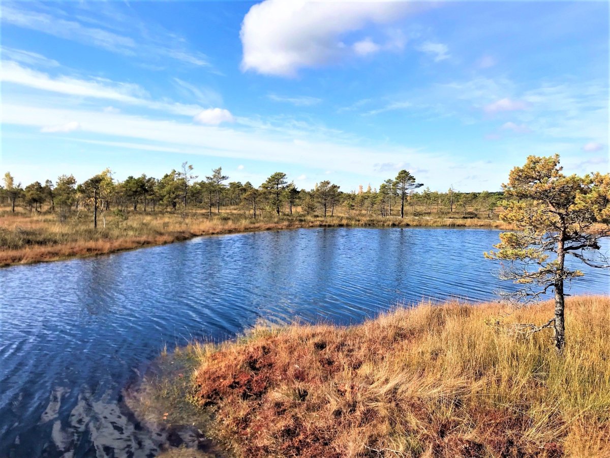 Bažiny a tůně, kam se podíváš.