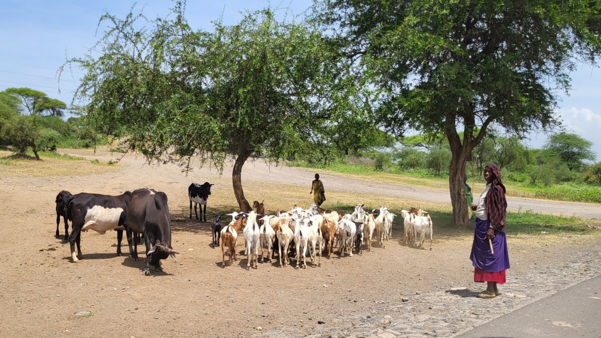 Masajové se svými miláčky