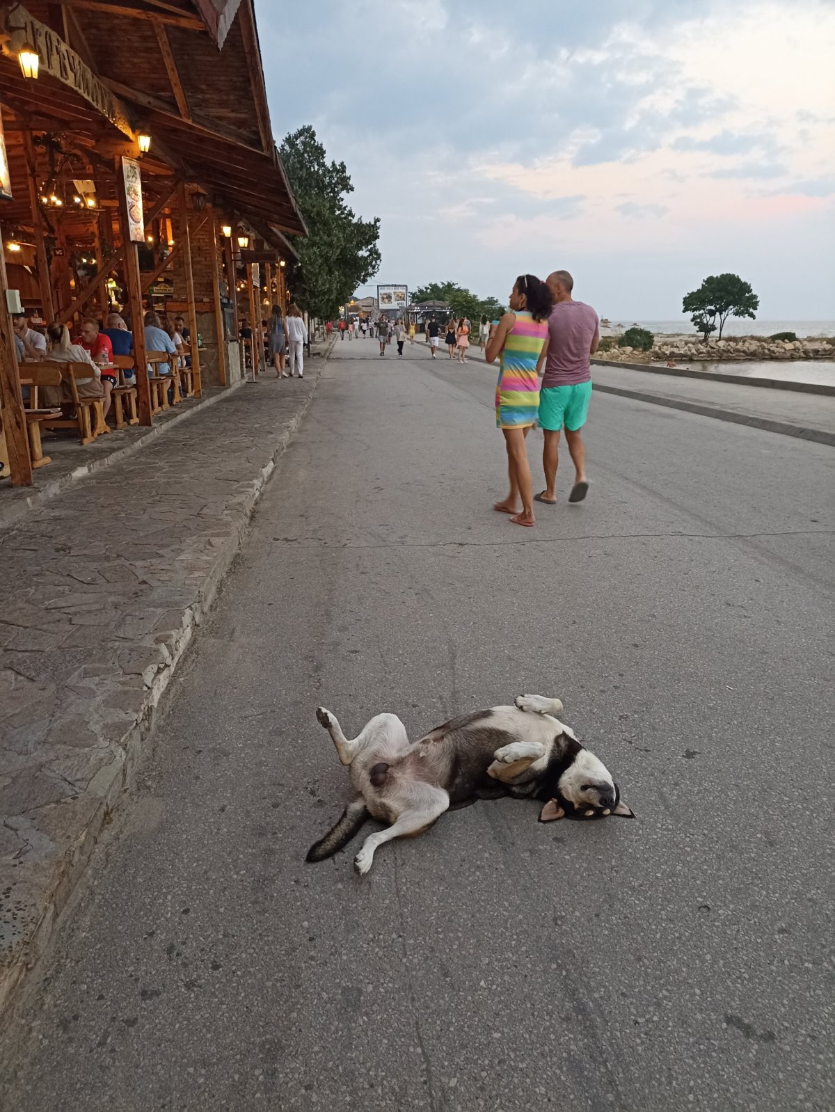 psů je všude hodně 