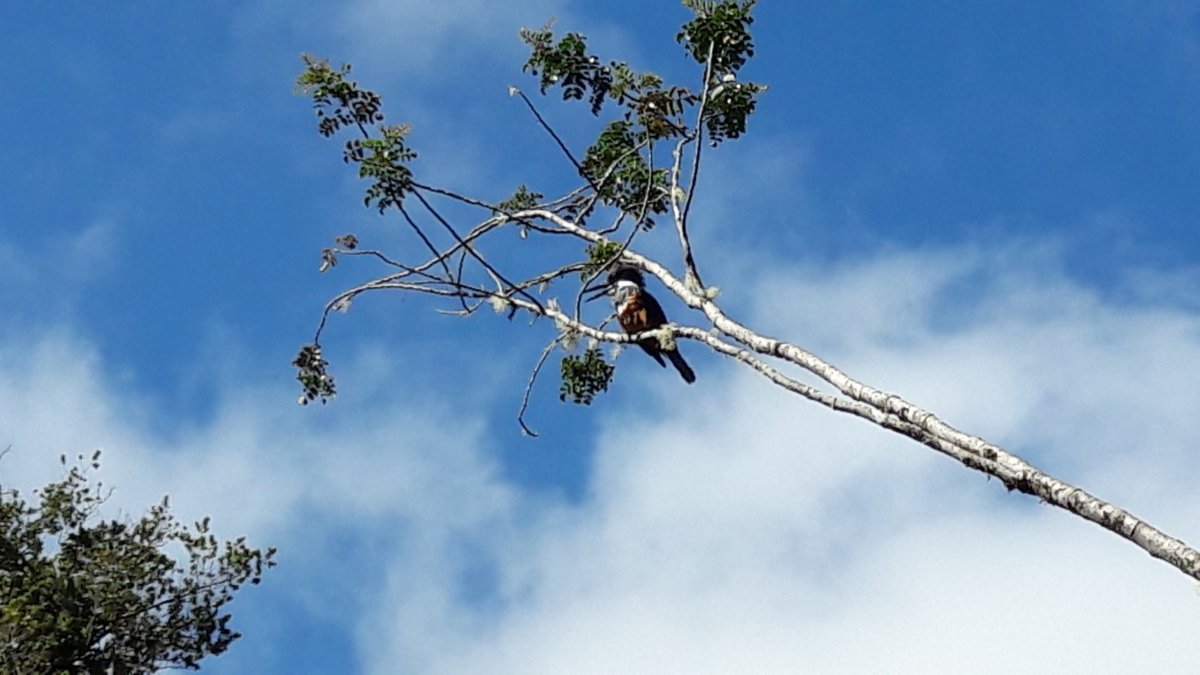Pták v NP Alerce Andino.