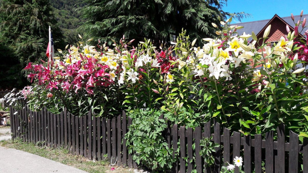 Zahrádka v Puyuhuapi.