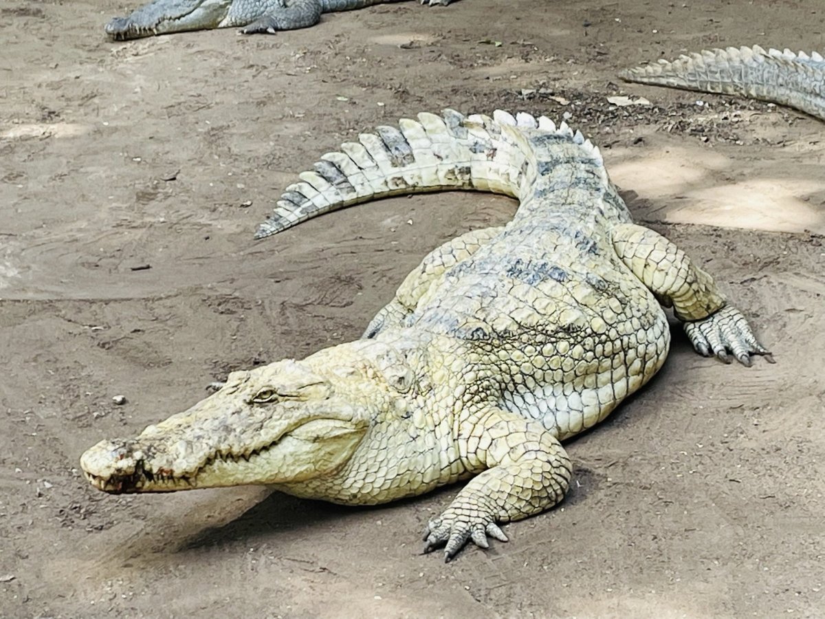Majestátní krokodýl