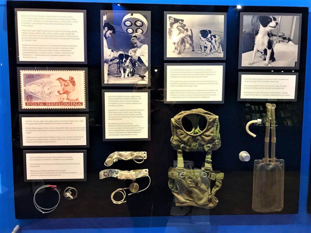 Na rozdíl od nebohé Lajky...