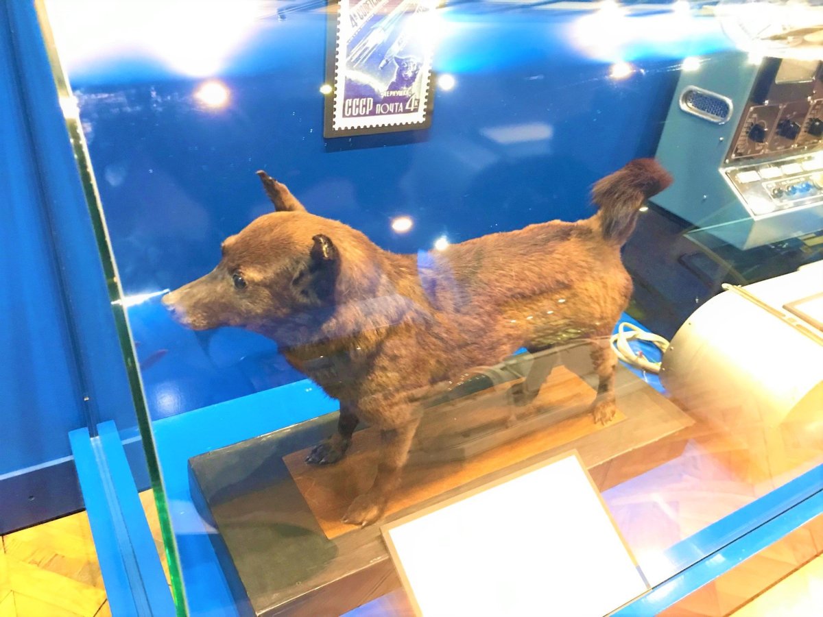 ...Černušce se její let...