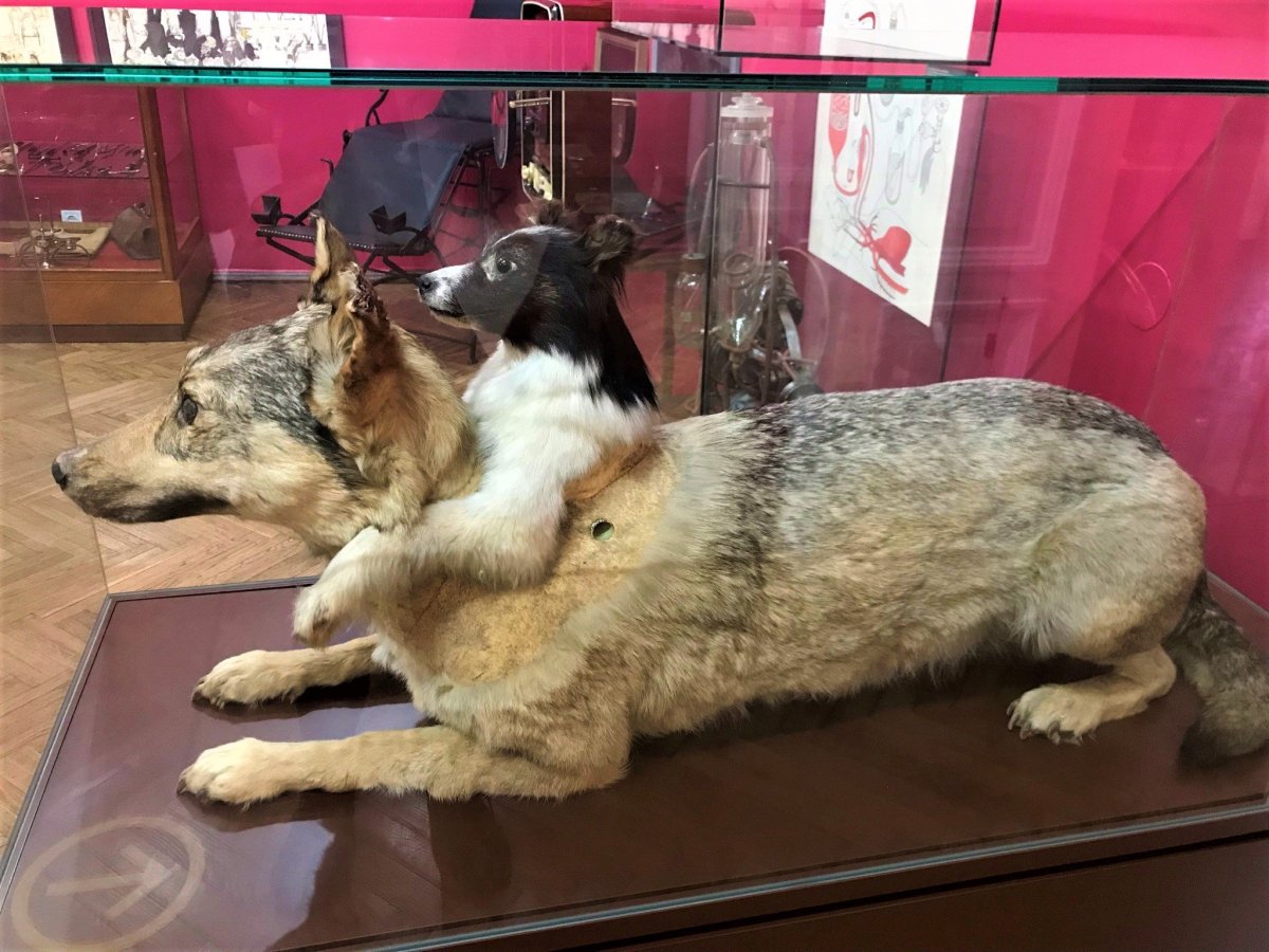 Návštěva muzea je pro odolnější povahy.