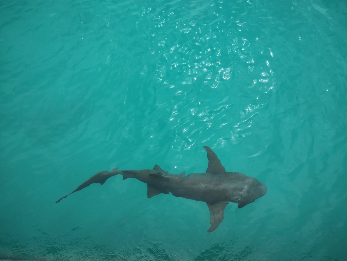 Další žralok v přístavu