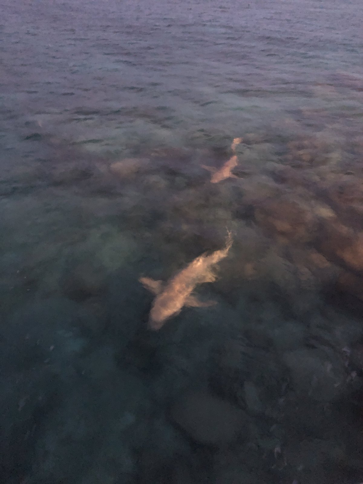 Žraloci v přístavu