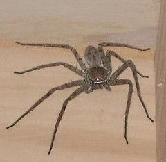 Huntsmanův pavouk, ilustrativní foto našeho téměř spolunocležníka