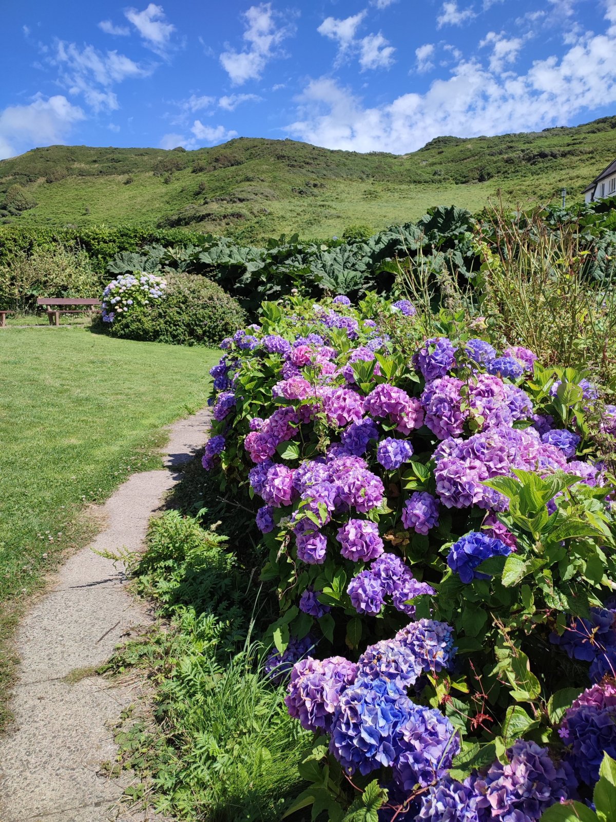 Hortenzie ve Woolacombe