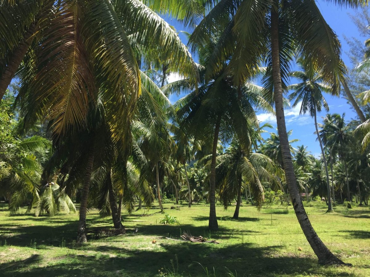 Palmový háj cestou na známou Anse Source d'Argent